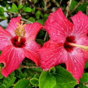 Hibiscus Flowers Natural Hair & Skin Care Herb