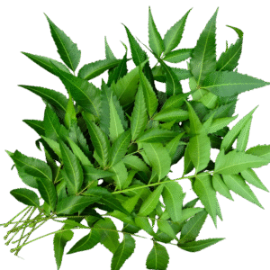 Neem Leaves Natural Detox & Skin Care Herb