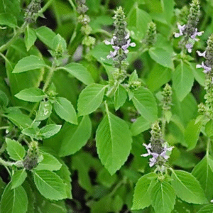Tulsi (Holy Basil) Natural Immunity & Wellness Herb